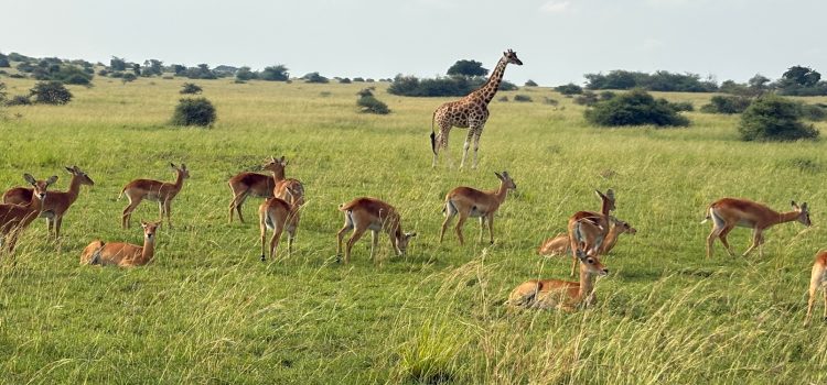 wildlife